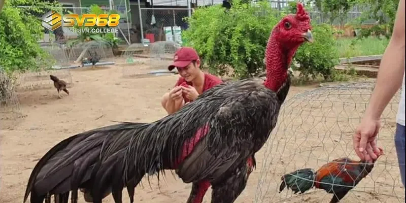 Cách nhận biết gà mạnh yếu trước trận