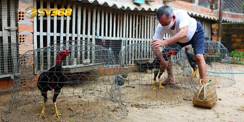 Nuôi gà đá như thế nào cho chắc xương - Chọn giống gà đá chất lượng