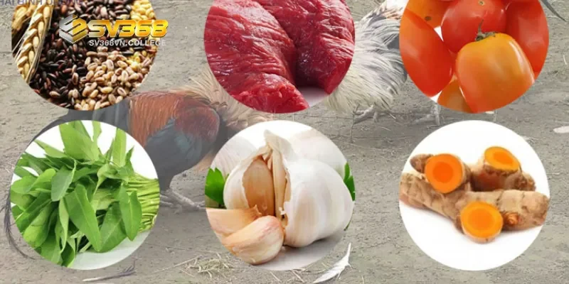 Nuôi gà đá như thế nào cho chắc xương - Phòng bệnh và chăm sóc sức khỏe