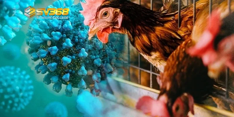 Tầm quan trọng của việc phòng bệnh cho gà đá