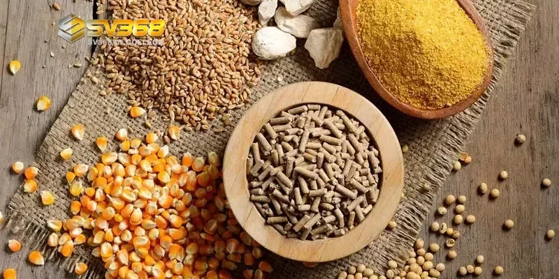 Thực đơn cho gà chọi trước ngày thi đấu chi tiết